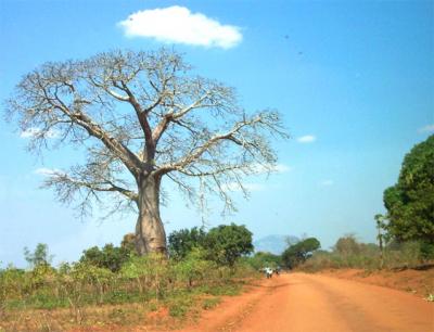 20060826220539-baobab.jpg