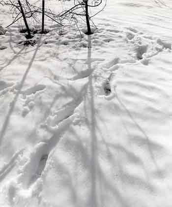 20070126222447-nieve.jpg