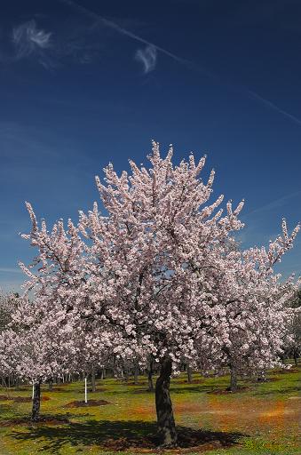 20070323151650-almendro.jpg